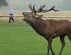 爱游戏娱乐平台 -从哈登与40激战雄鹿分钟到赛前托特纳姆调整名单以备中超，辽宁本钢强势反弹备战社区盾 